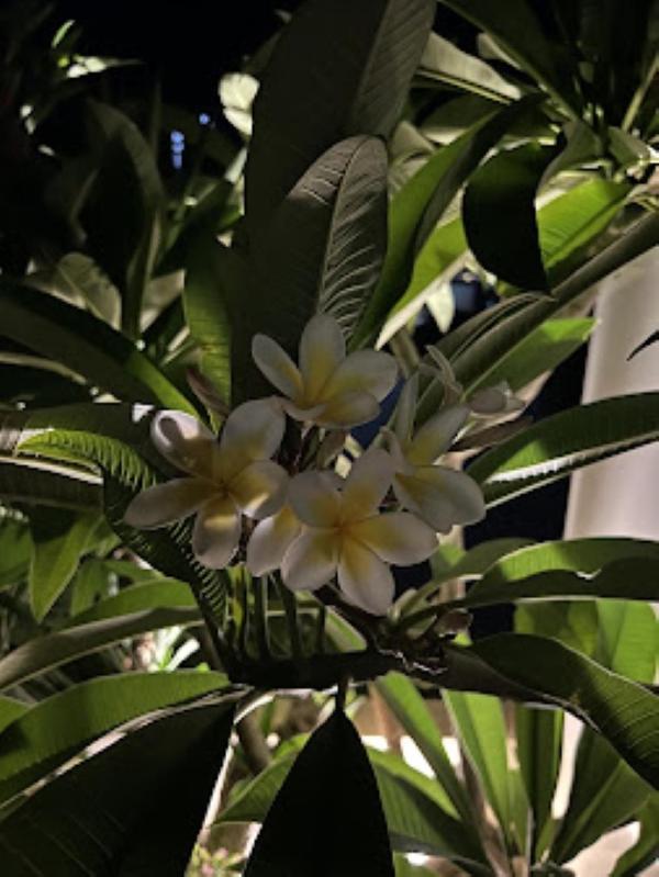 Callista Sea View Or Garden 基萨莫斯 外观 照片